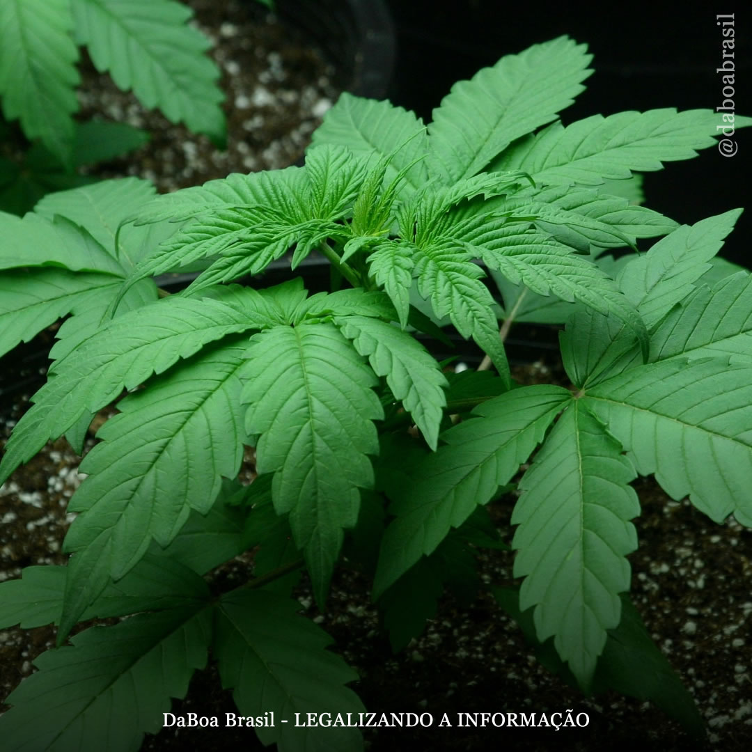 Dicas de cultivo: auxinas – o que são e como ajudam no desenvolvimento das plantas