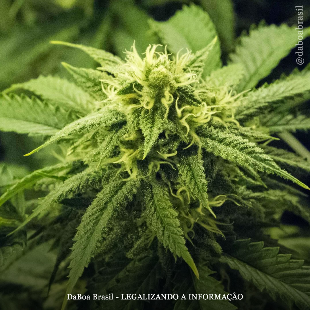 Dicas de cultivo: vantagens e desvantagens do cultivo indoor e outdoor