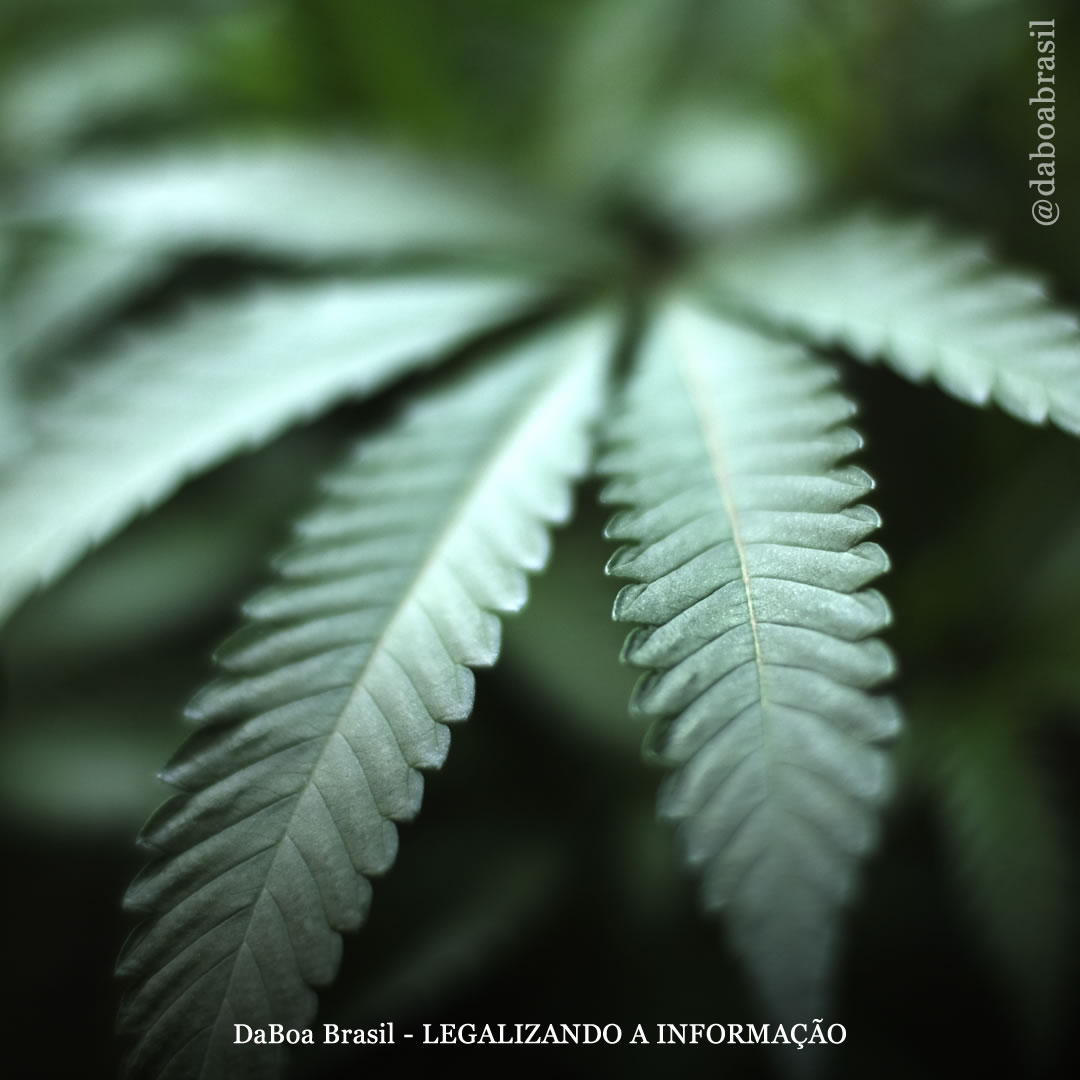 EUA: Arizona apresenta lei de equidade social para o mercado canábico