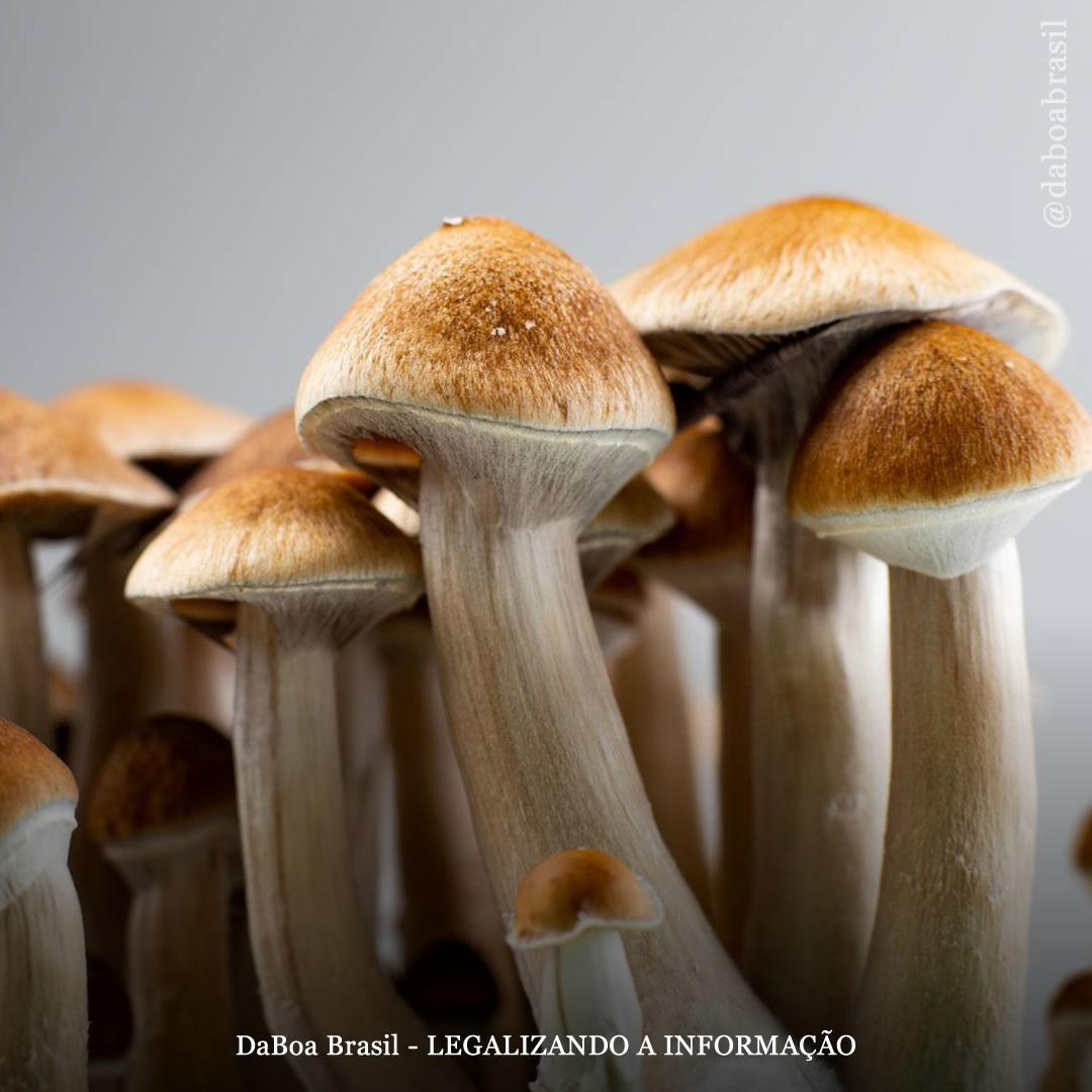 Estudo vai determinar se os psicodélicos ajudam a parar de fumar tabaco