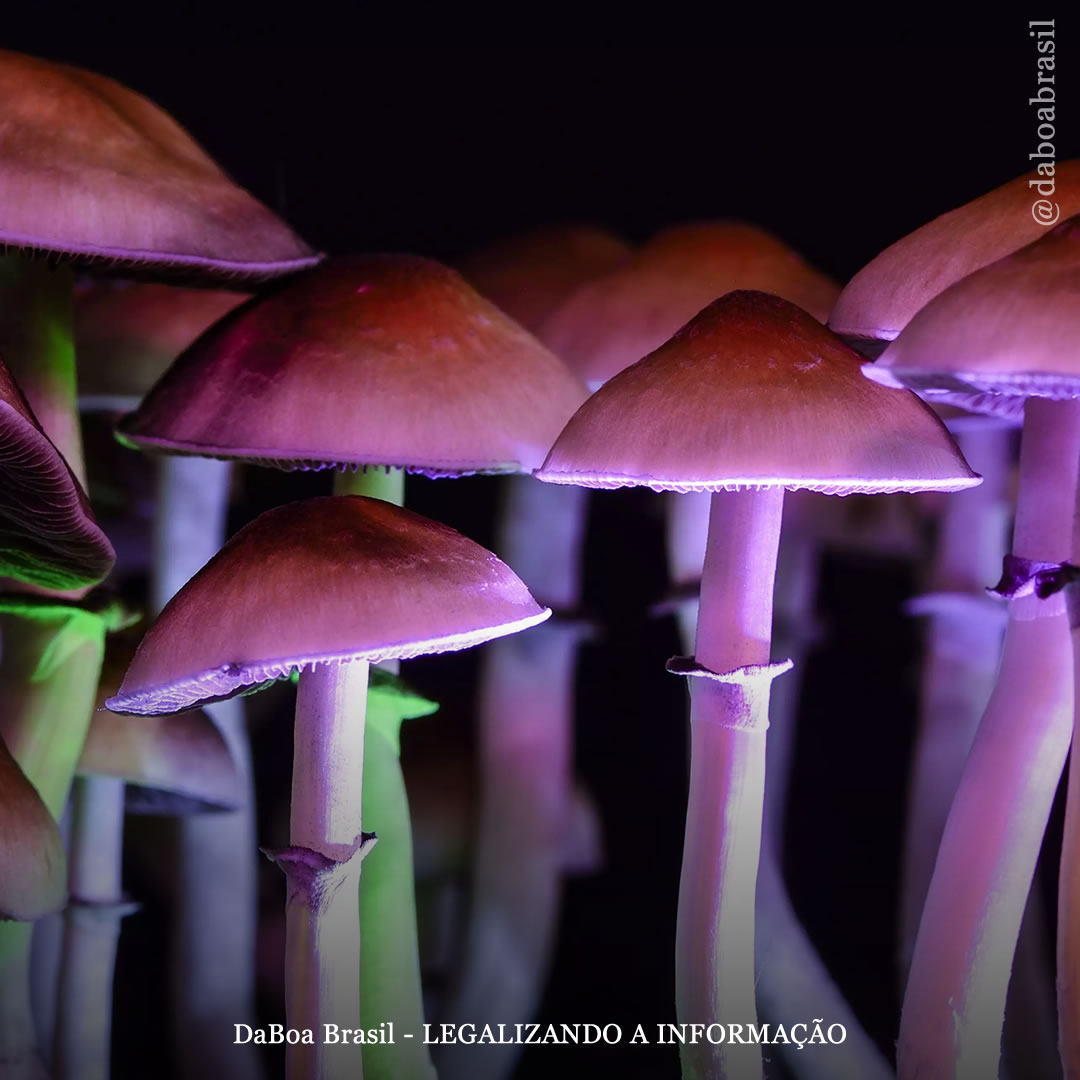 Usuários regulares de psicodélicos apresentam menos estresse psicológico durante a pandemia