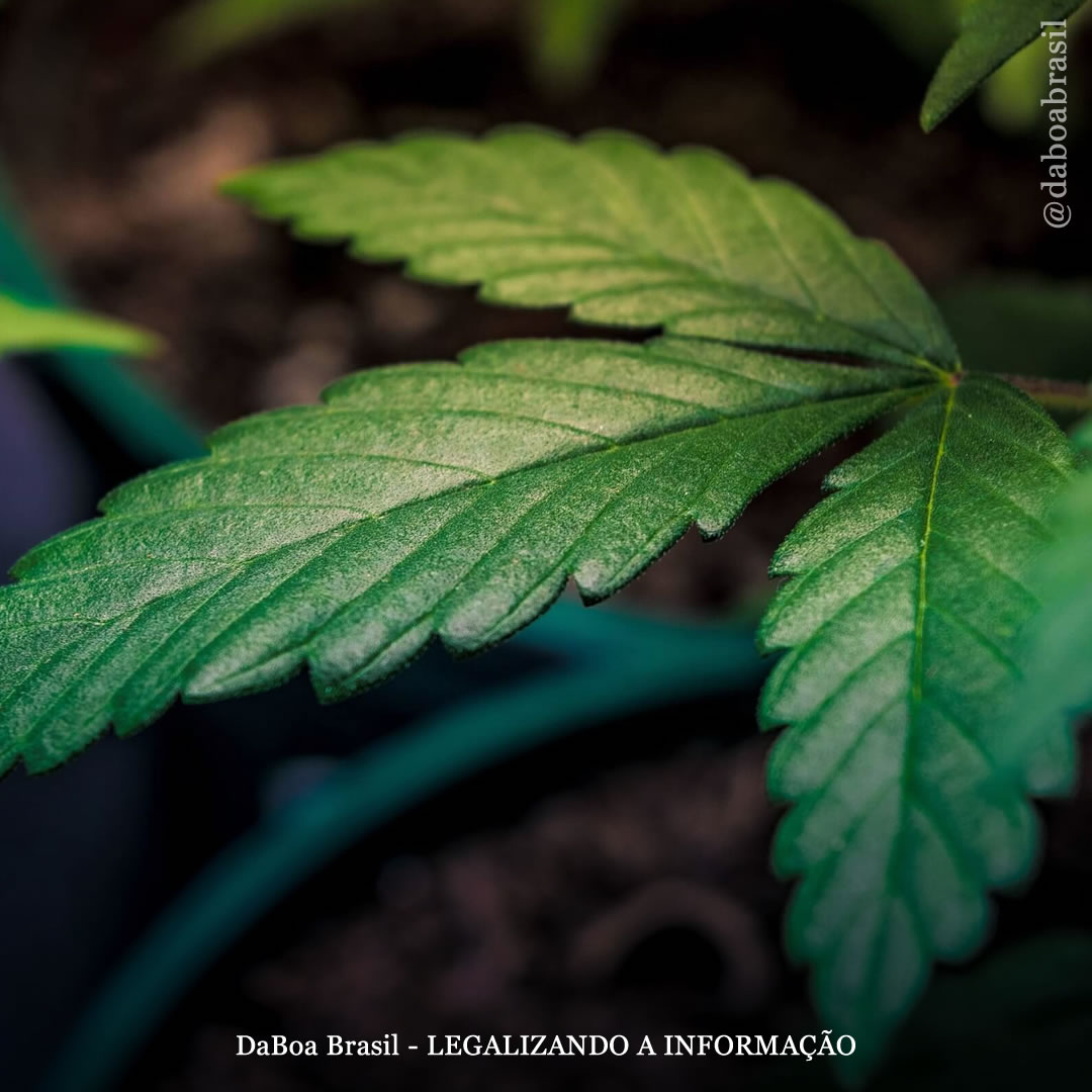 África do Sul debate os limites da futura lei sobre o uso adulto e o autocultivo da maconha