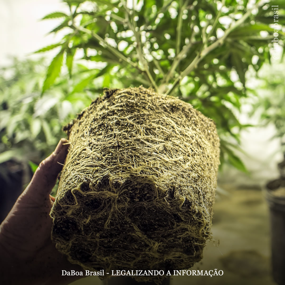 Dicas de cultivo: como fazer um transplante corretamente