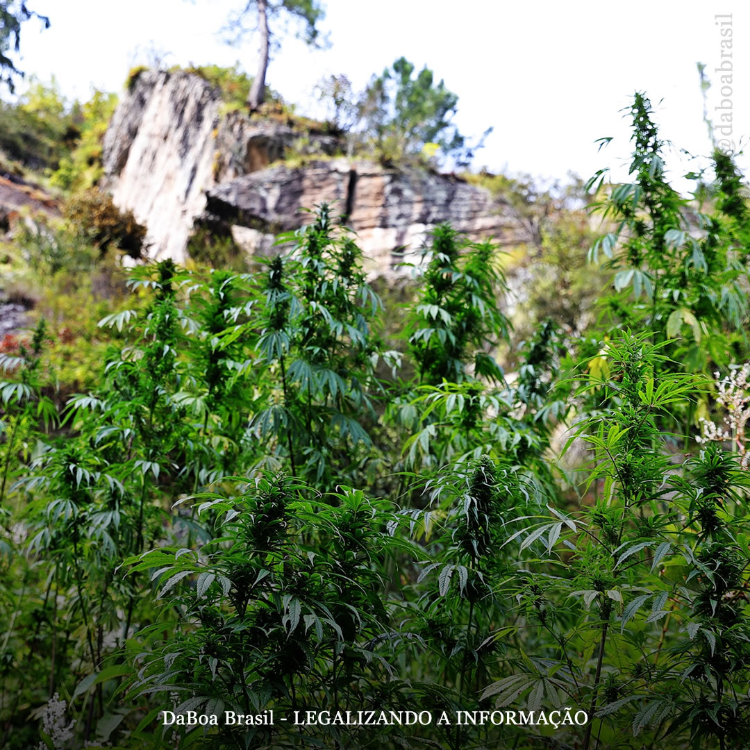 Dicas de cultivo: tudo o que você precisa saber sobre o cultivo em técnica de guerrilha