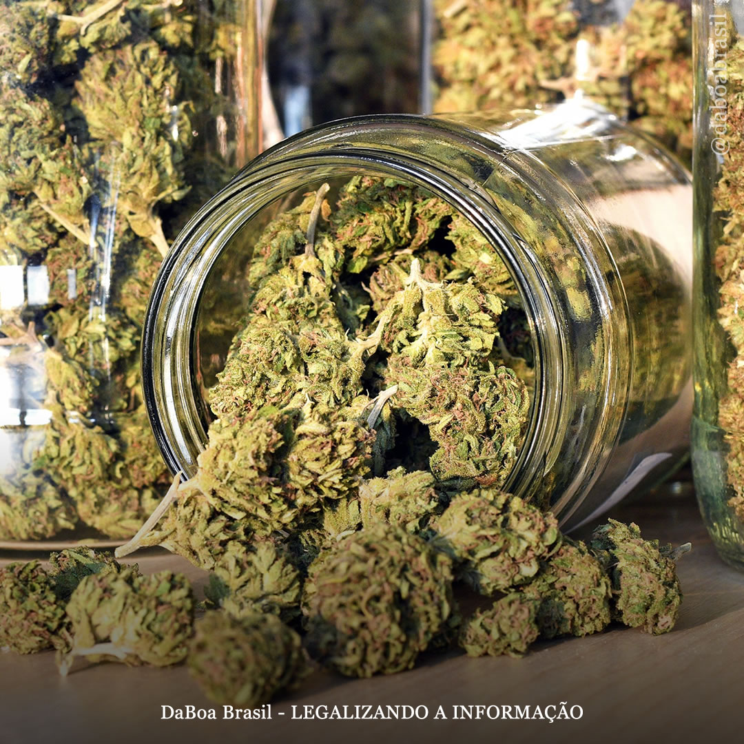 EUA: Denver votará no aumento dos impostos sobre a maconha para financiar pesquisas relacionadas à pandemia