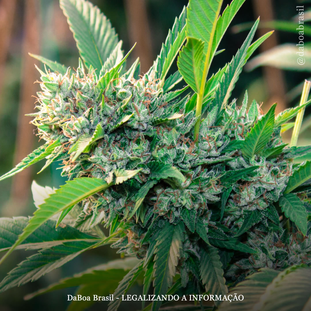 Itália: comissão do parlamento aprova projeto para legalizar o autocultivo de maconha