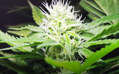 A relação entre a maconha e a dopamina