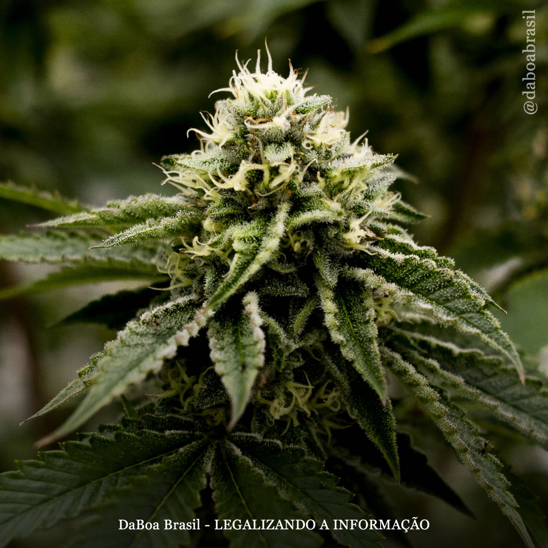 CBGA é mais eficaz para convulsões do que CBD, diz estudo