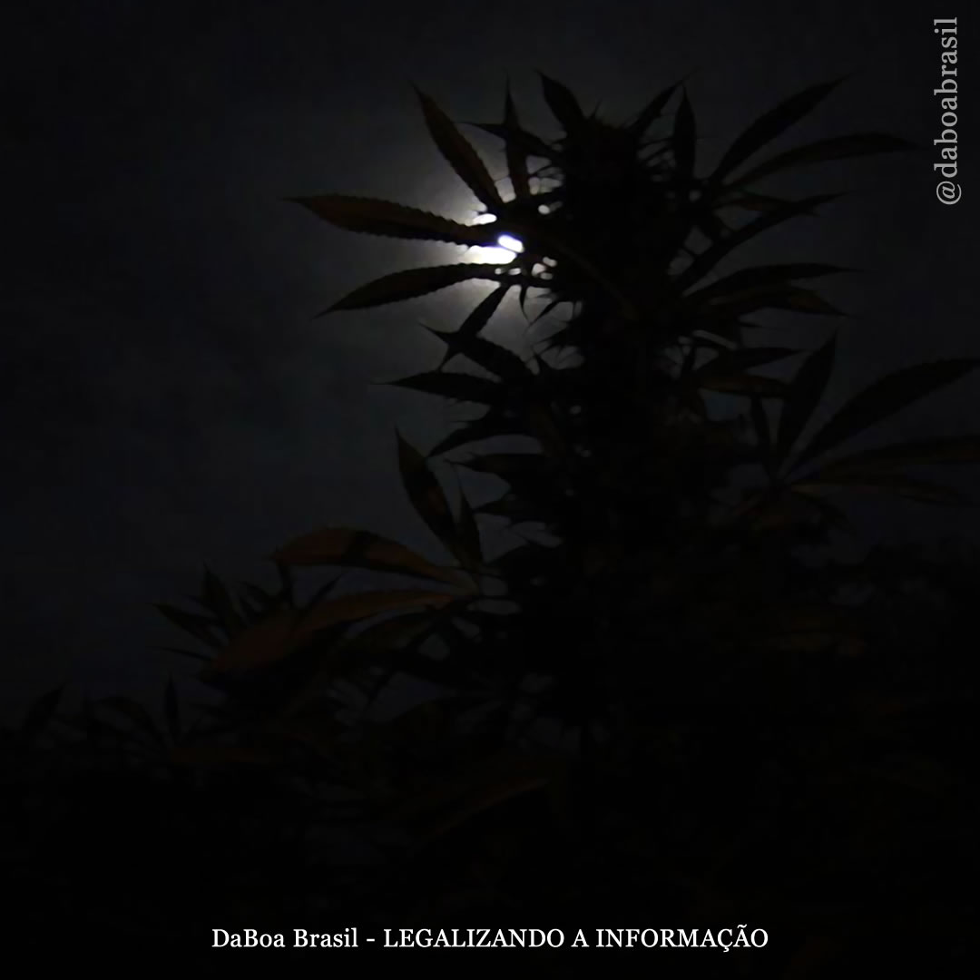 Dicas de cultivo: a importância do ciclo escuro no cultivo de maconha