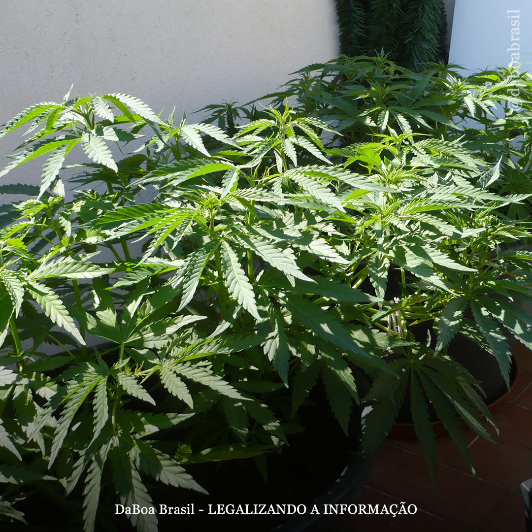 Dicas de cultivo: como cultivar maconha em uma varanda ou terraço