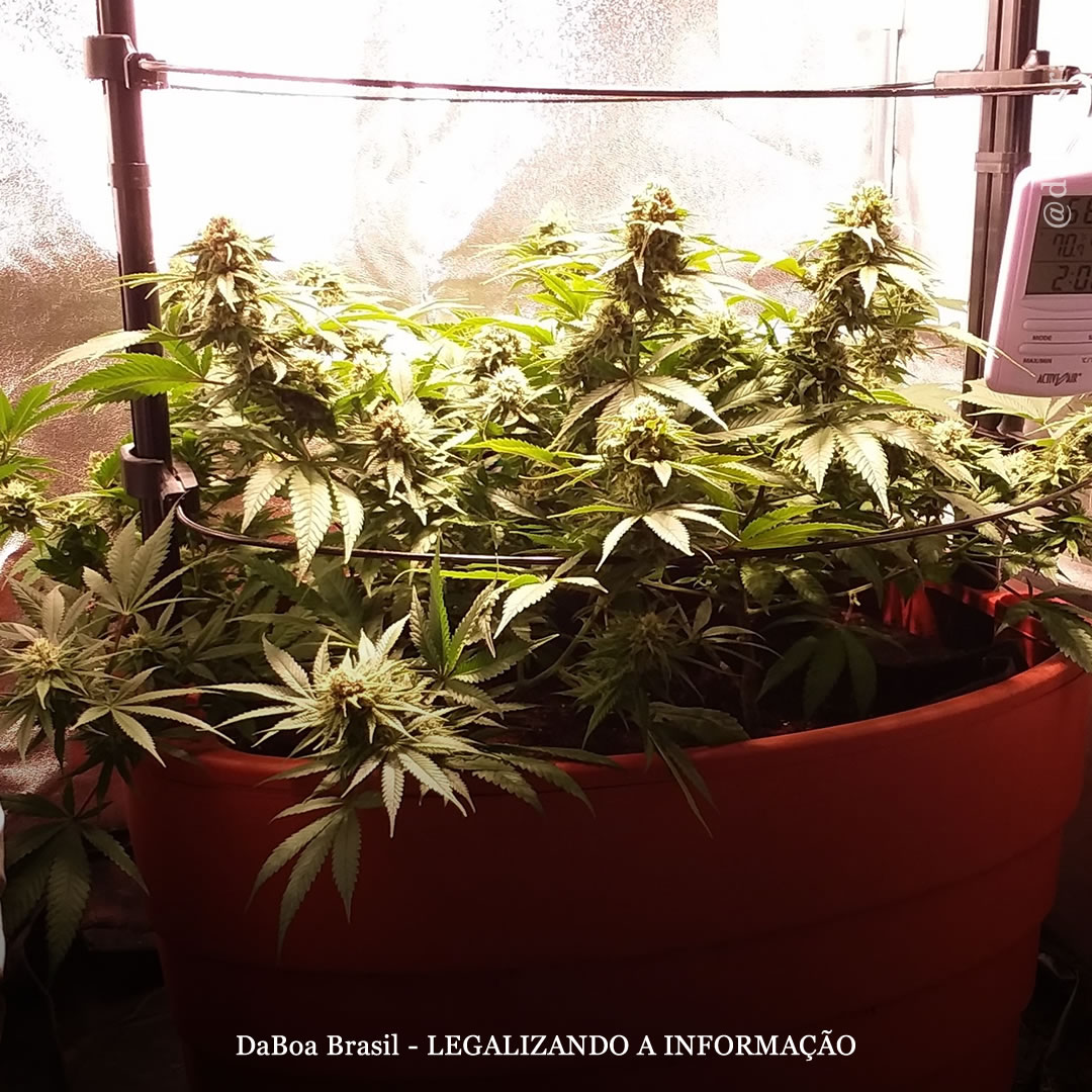 Dicas de cultivo: conselhos úteis e básicos para o cultivo indoor