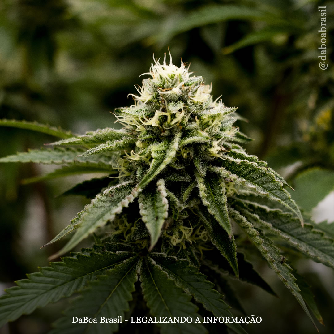 Dicas de cultivo: terminologia genética da maconha