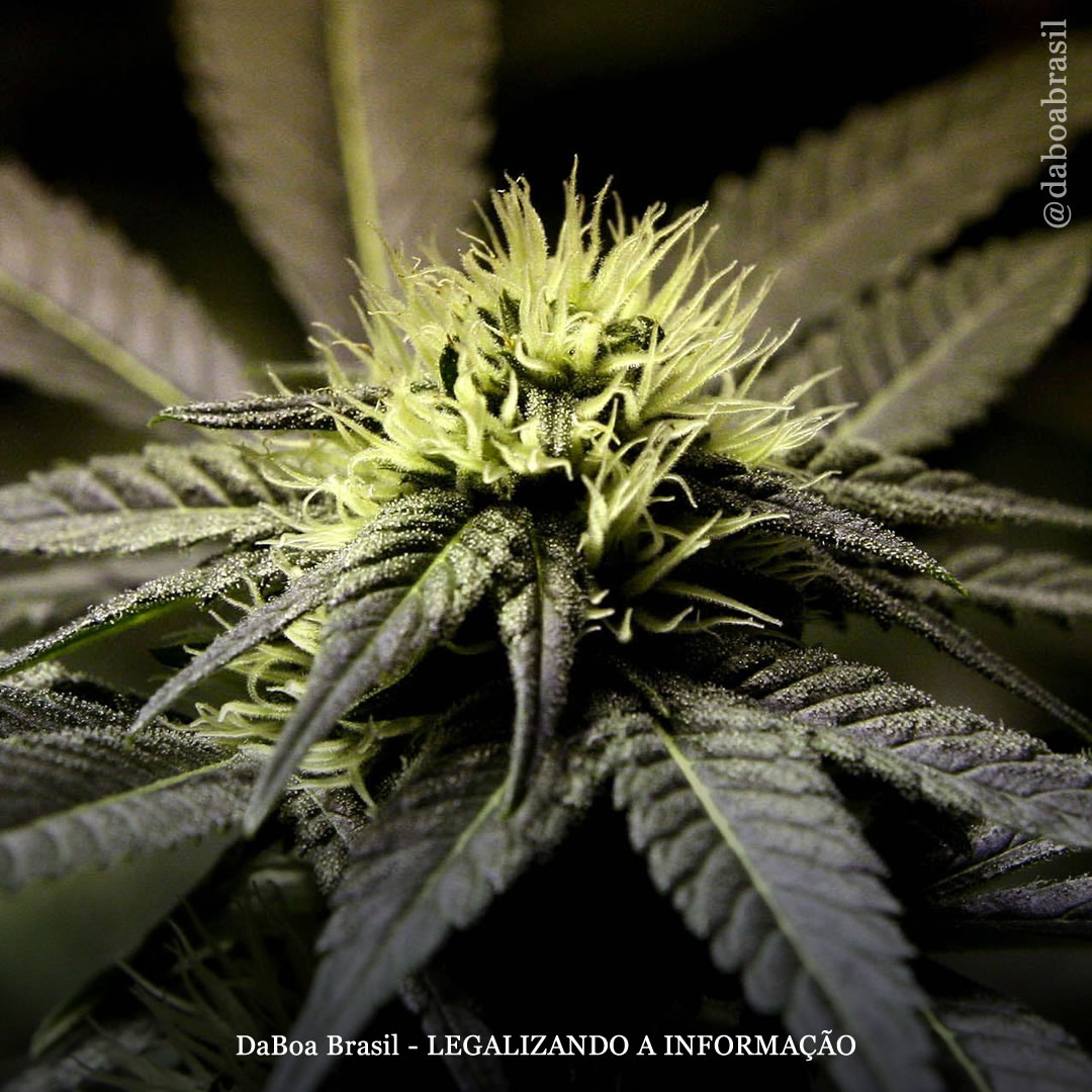 EUA: 46% das pessoas preferem viver ou só viverão em lugares com a maconha legalizada