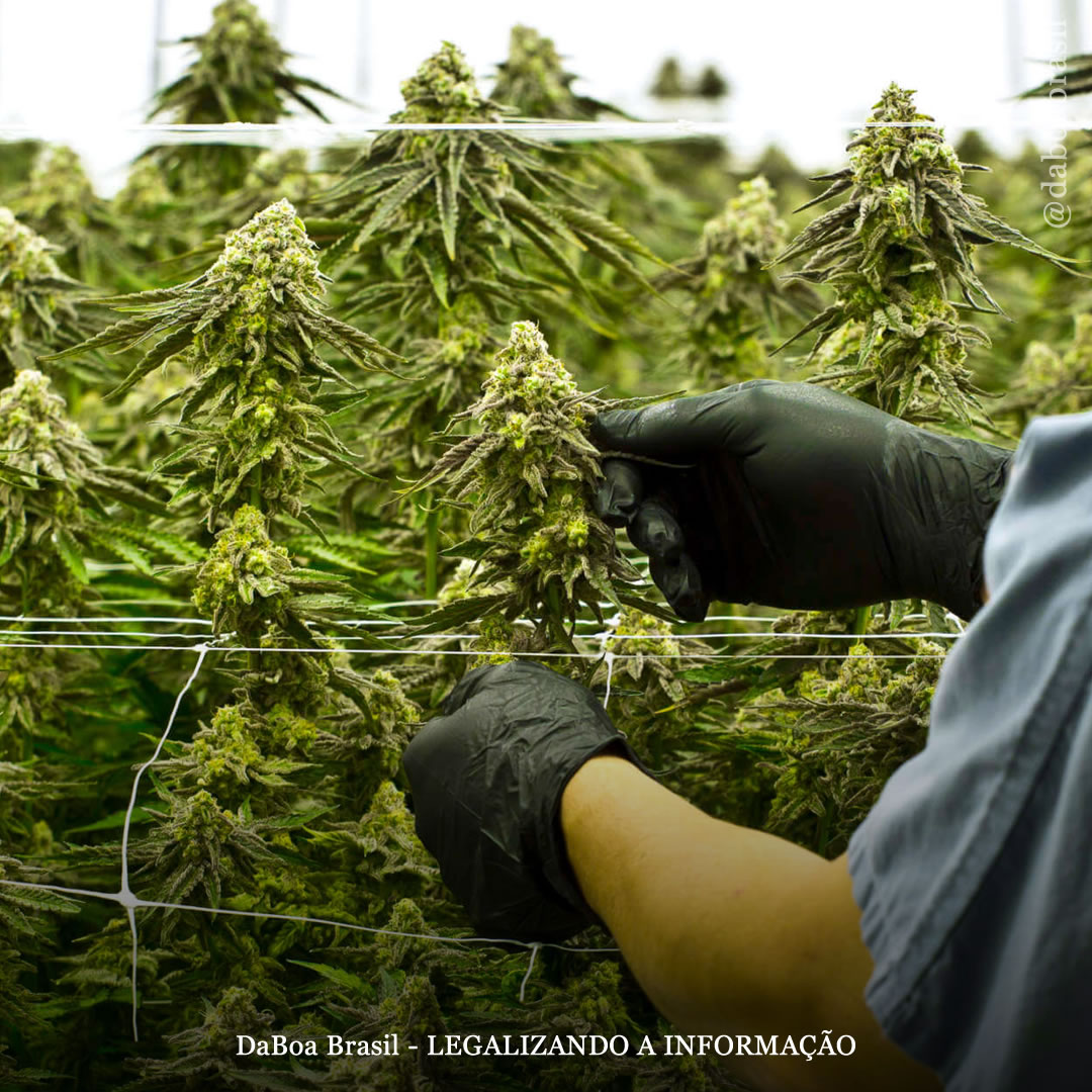 EUA soma mais de 77.000 novos empregos no mercado legal da maconha