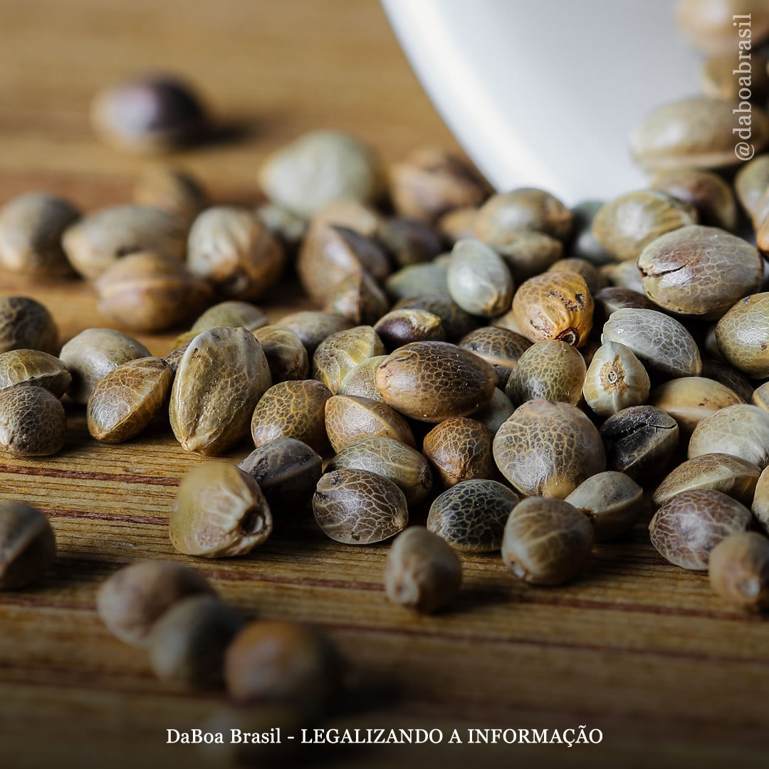 Os benefícios das sementes de cannabis na alimentação