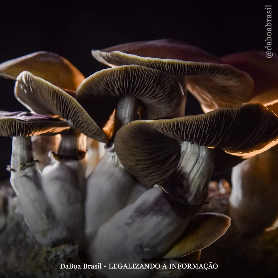 Psicodélicos podem reduzir sintomas de trauma em pessoas que sofreram abuso infantil, afirma estudo