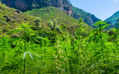 A história da maconha na África