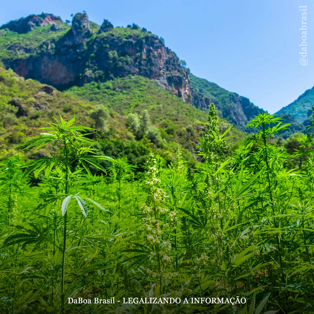A história da maconha na África