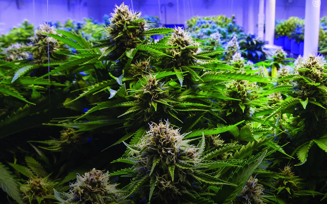 Como o sequenciamento do DNA está mudando o cultivo de maconha