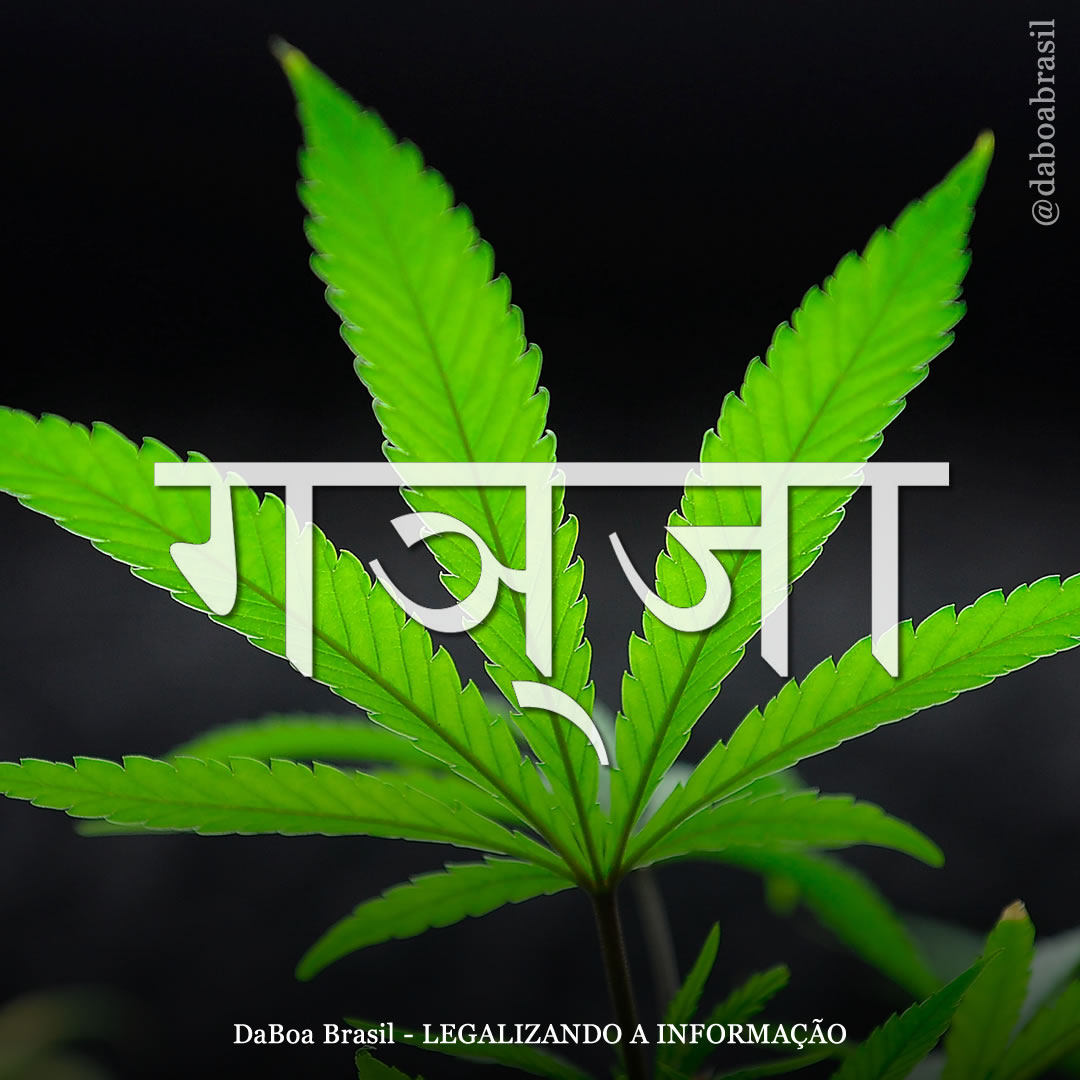 Cultura Canábica: a origem do termo “ganja” e seu uso atualmente