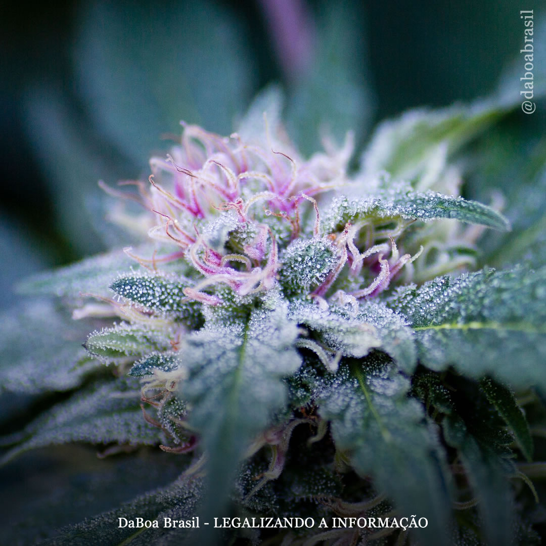 Dicas de cultivo: como evitar o estresse em suas plantas de maconha