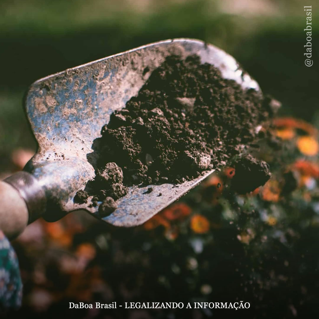 Dicas de cultivo: fertilização de superfície para melhorar o solo de suas plantas de maconha