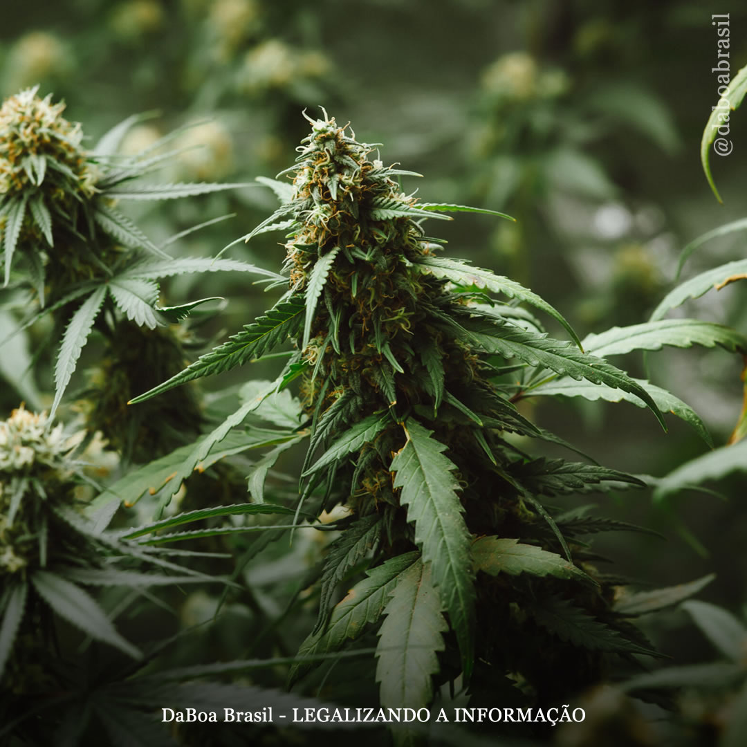 Dicas de cultivo: fertilizantes e repelentes orgânicos para a maconha