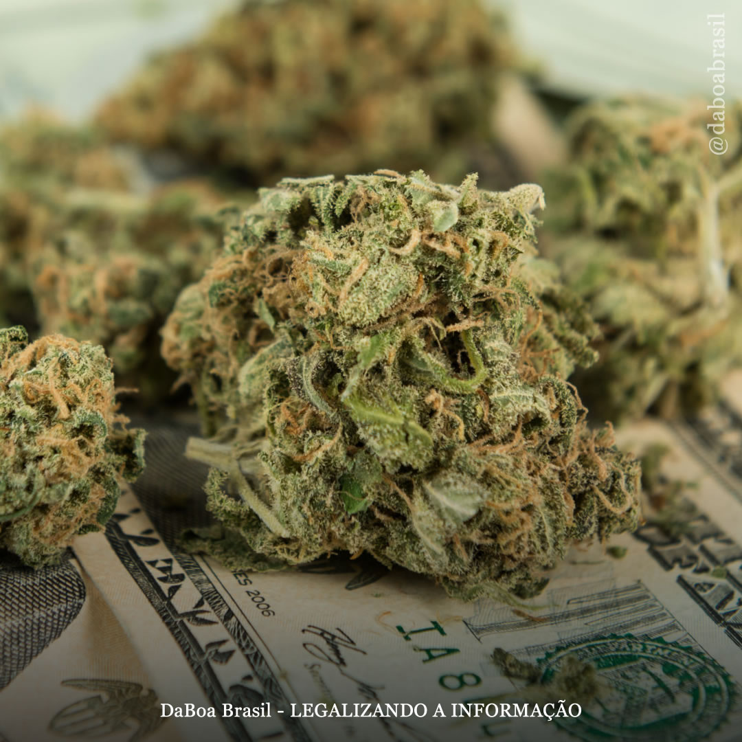 EUA: Massachusetts atinge US $ 2,3 bilhões em vendas de maconha para uso adulto