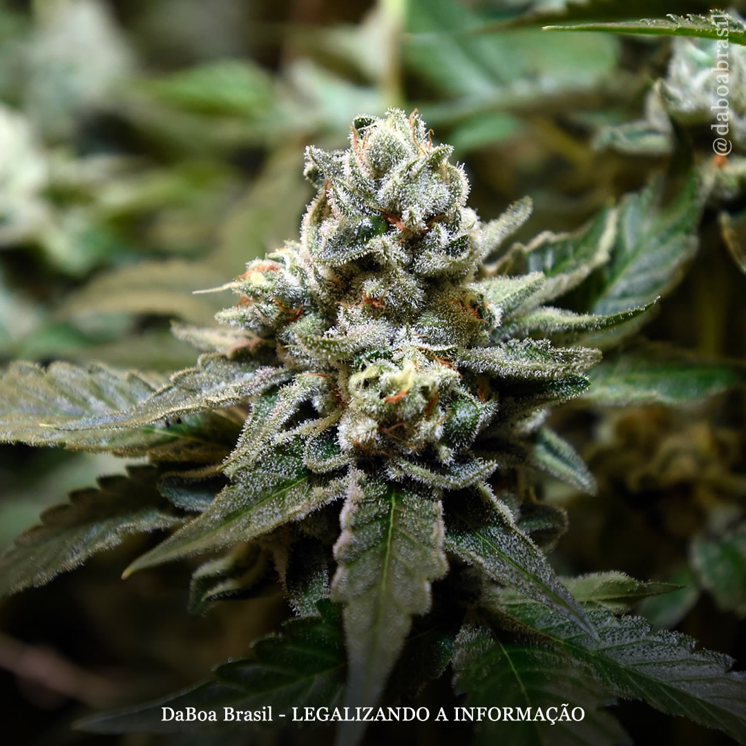 EUA: maconha já é o quinto cultivo mais valioso do país