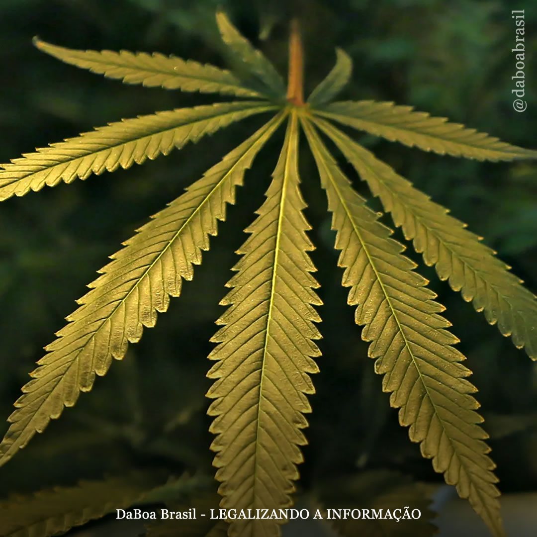 Legalização da maconha reduz prisões baseadas em racismo, diz estudo