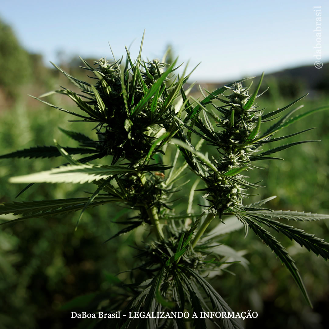 Marrocos promove várias linhas de pesquisa com a cannabis por meio de instituições públicas