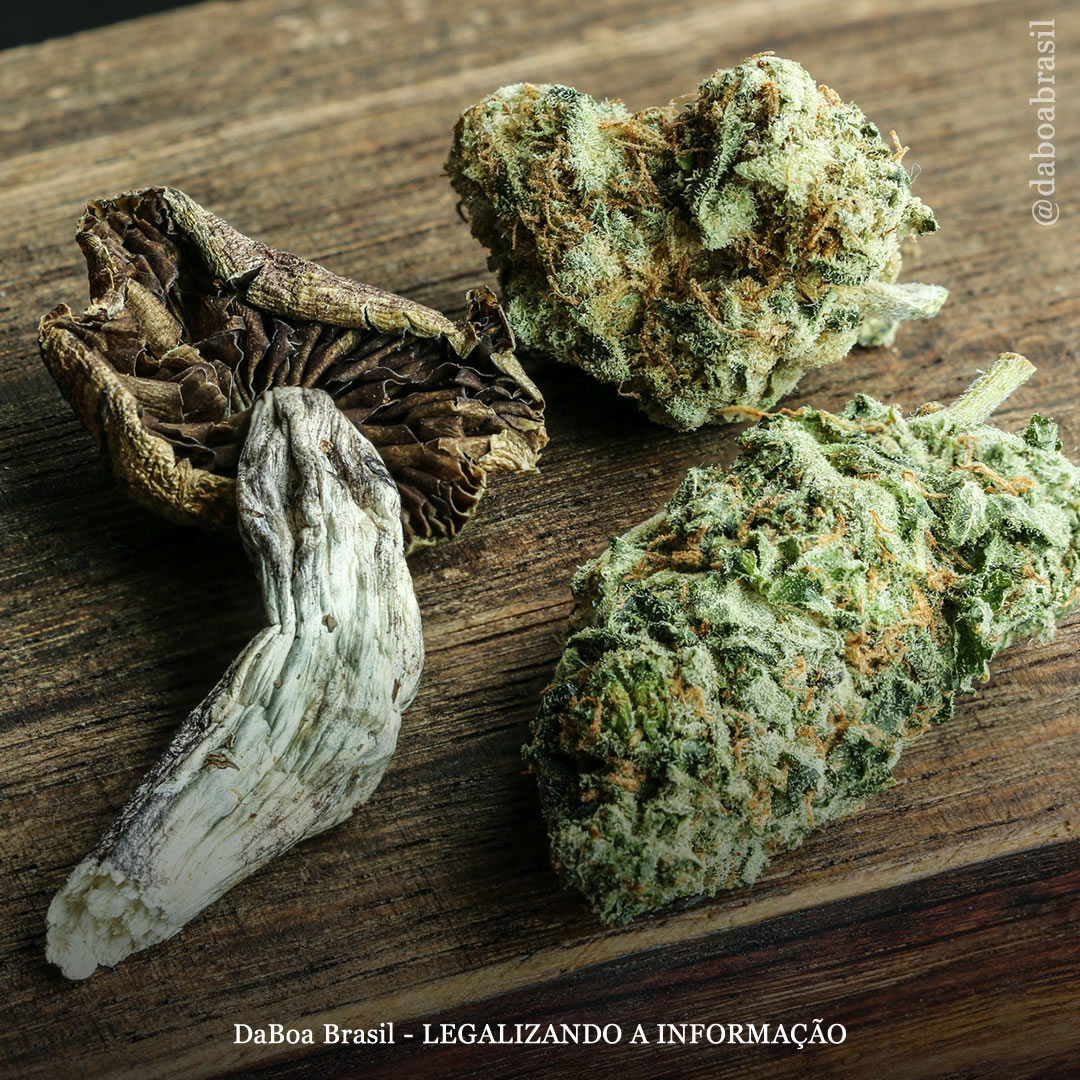 O uso de maconha com psicodélicos intensifica a experiência mística e a dissolução do ego, diz estudo