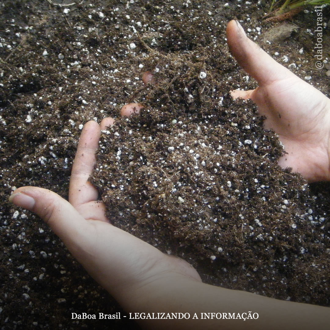 Dicas de cultivo: como reutilizar um substrato antigo