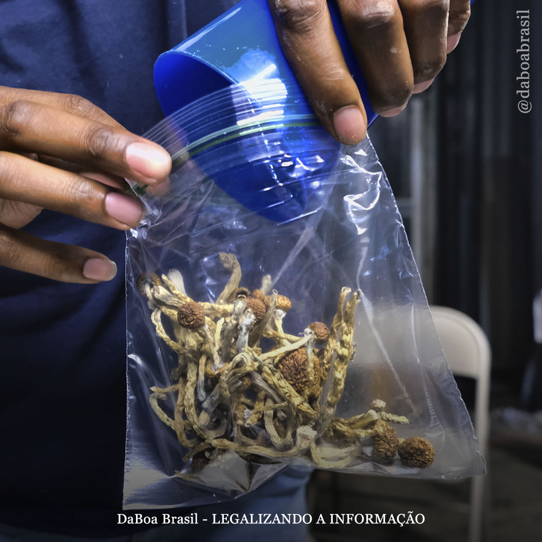 EUA: Colorado pode votar pela legalização total dos psicodélicos naturais em 2022