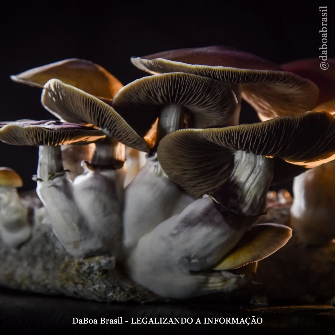 Estudo sugere que a psilocibina pode reduzir o desejo pelo álcool