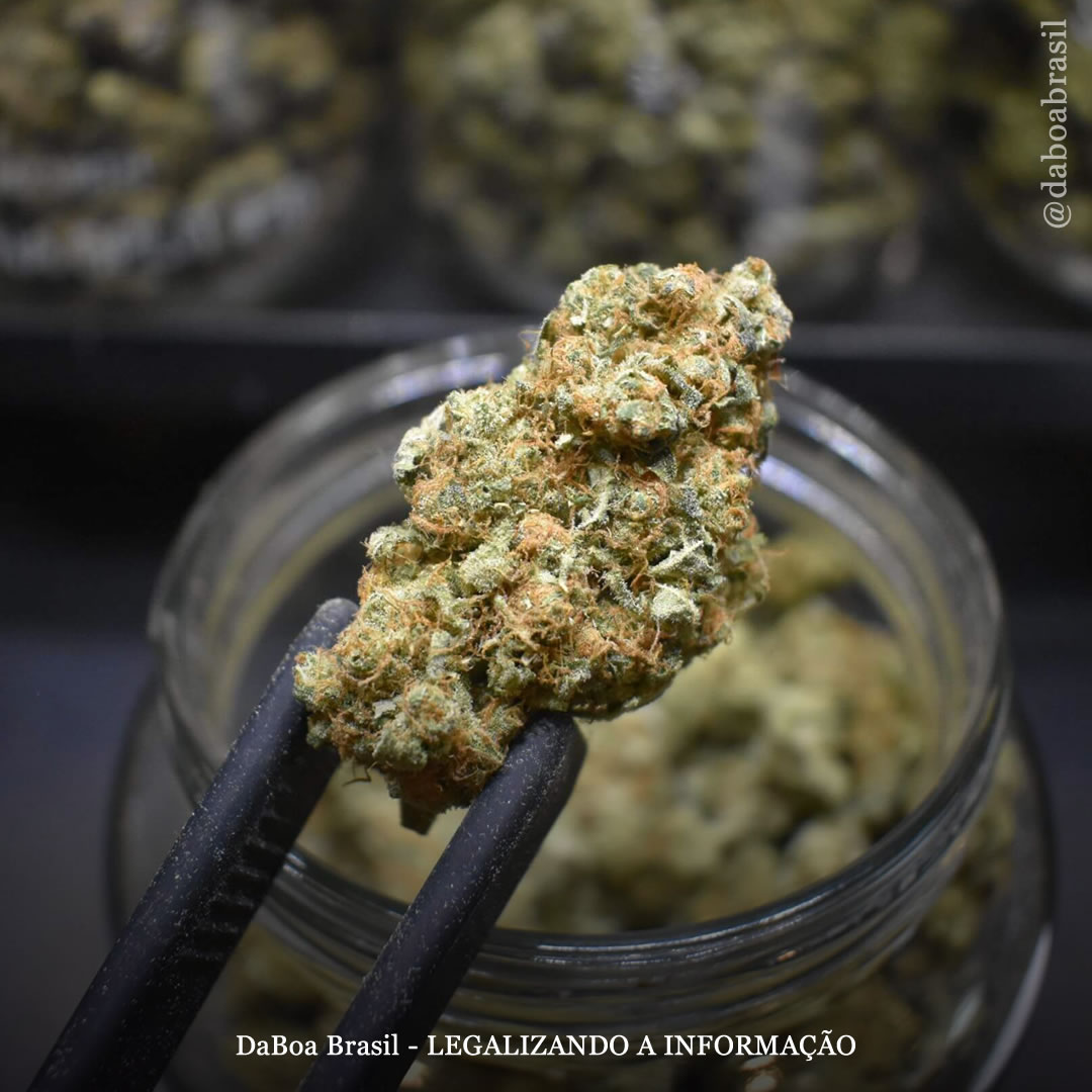 Permitir dispensários de maconha aumenta as taxas de emprego local, diz estudo