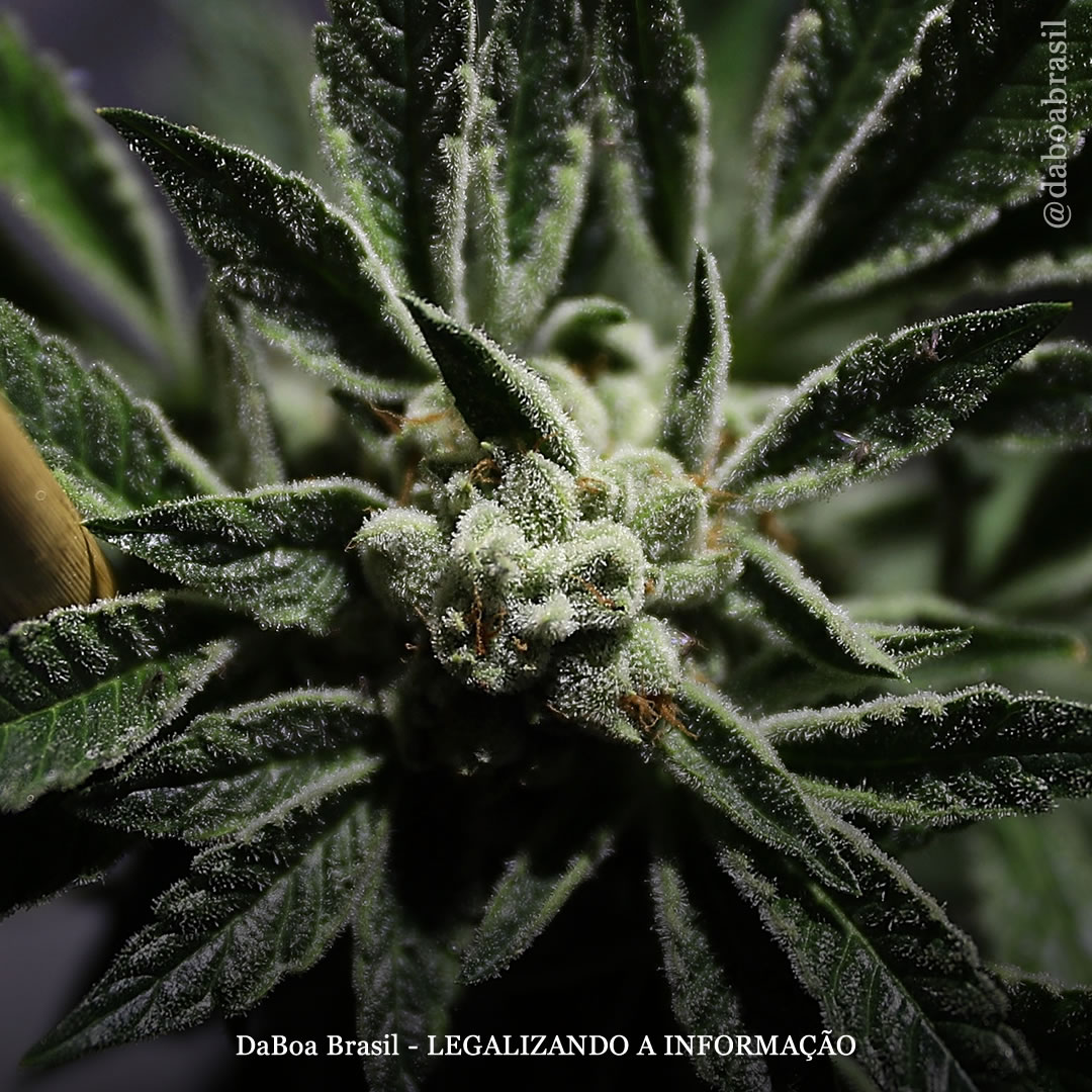 CBN pode proteger as células cerebrais do envelhecimento e pode até tratar a doença de Alzheimer, diz estudo