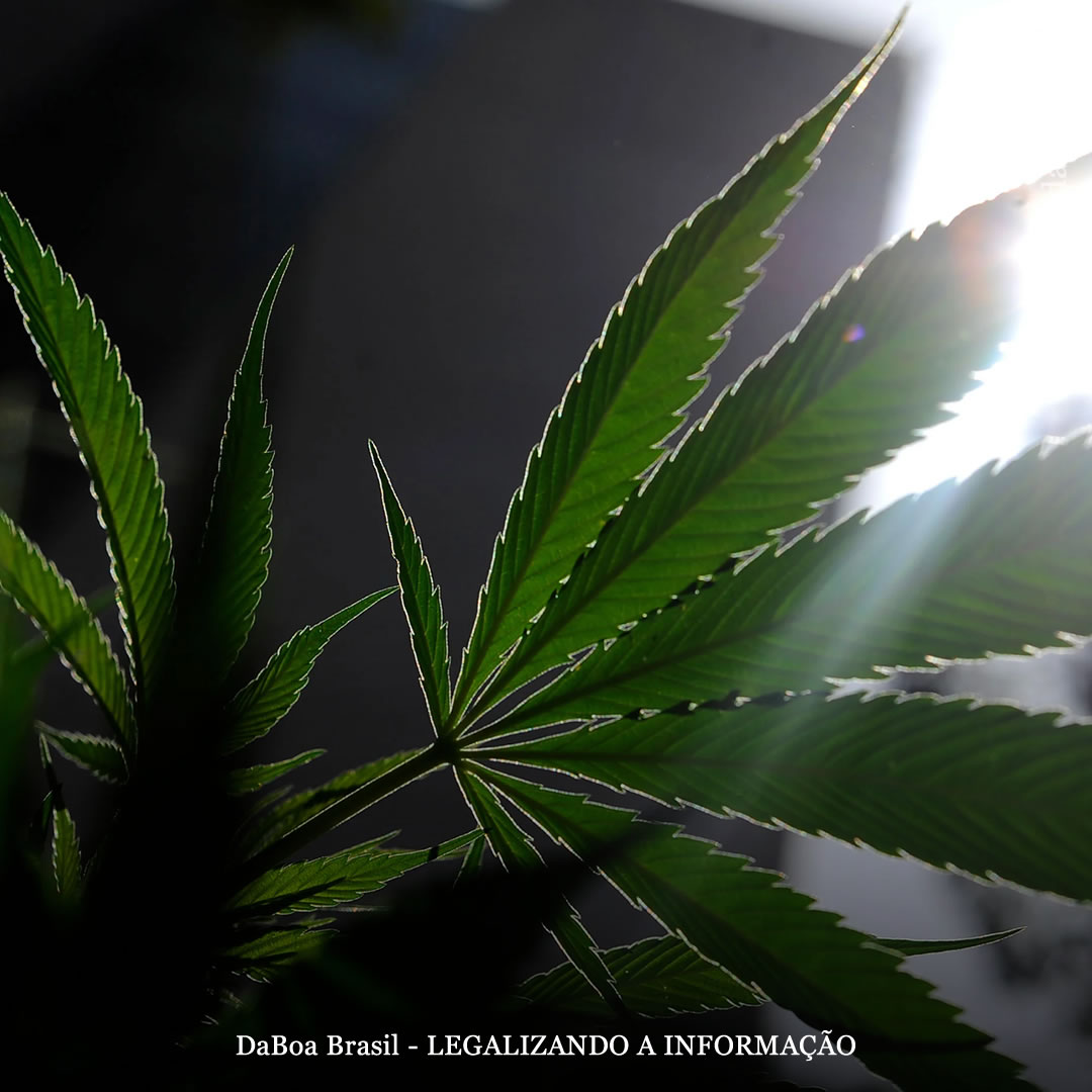 Compostos da maconha previnem infecção da Covid-19, diz estudo