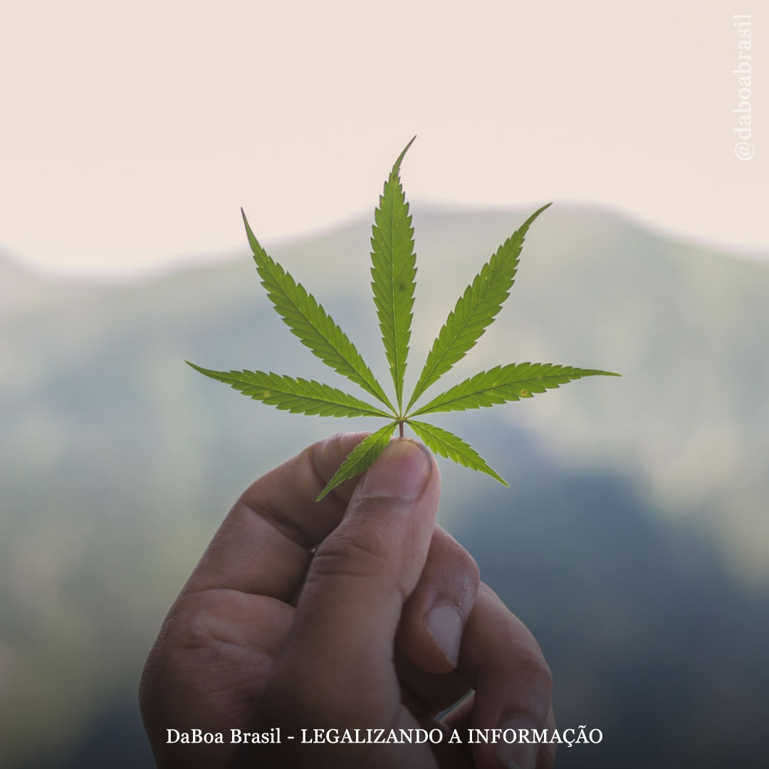 EUA: Colorado perdoa 1.351 pessoas condenadas por porte de maconha