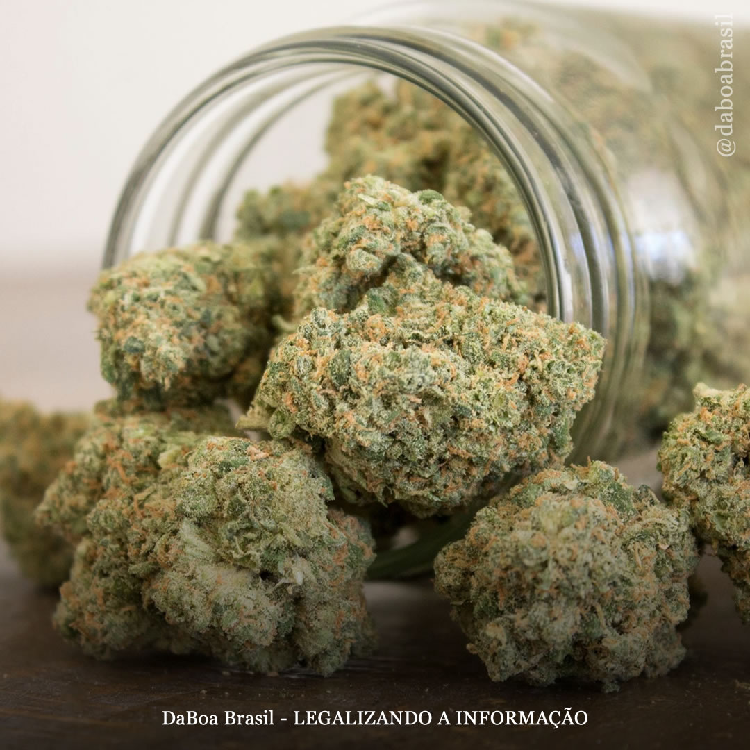 Nova York agora permite que médicos recomendem maconha para literalmente qualquer doença