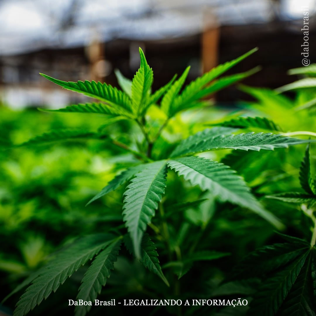 Dicas de cultivo: 5 truques para proteger suas plantas de maconha