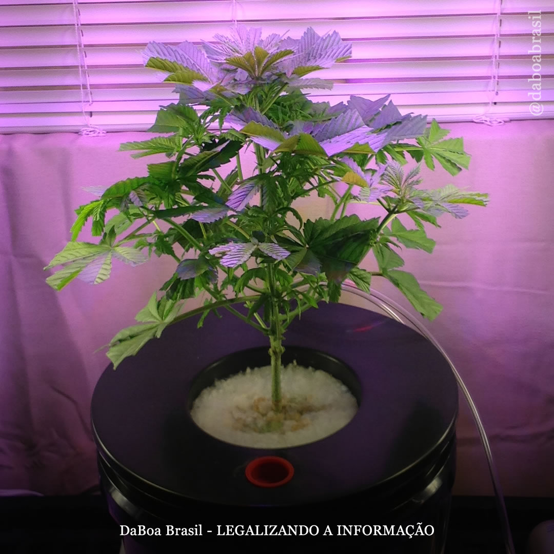 Dicas de cultivo: como cultivar maconha utilizando o sistema Deep Water Culture (DWC)