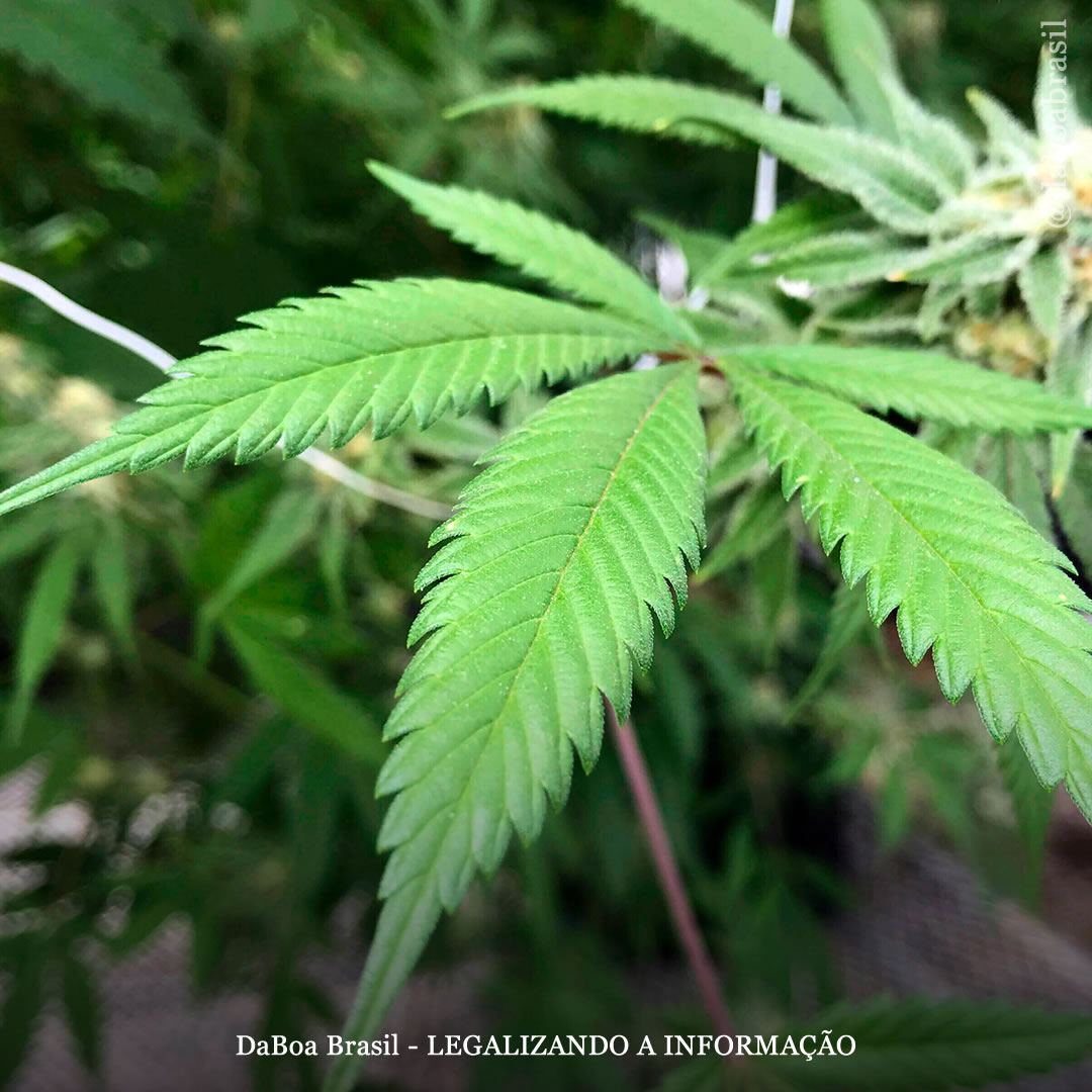 Dicas de cultivo: qual é a temperatura ideal para o cultivo de plantas de maconha?