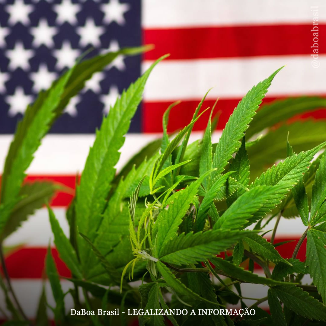 EUA: novo projeto de lei para legalizar a maconha será formalizado em abril