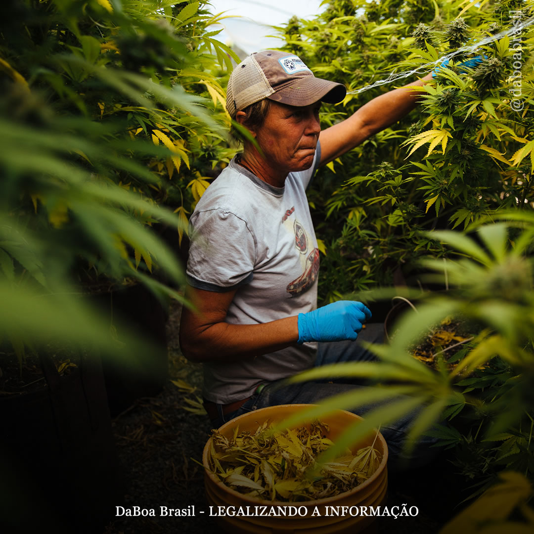 EUA: quase meio milhão de pessoas estão trabalhando na indústria da maconha, aponta relatório