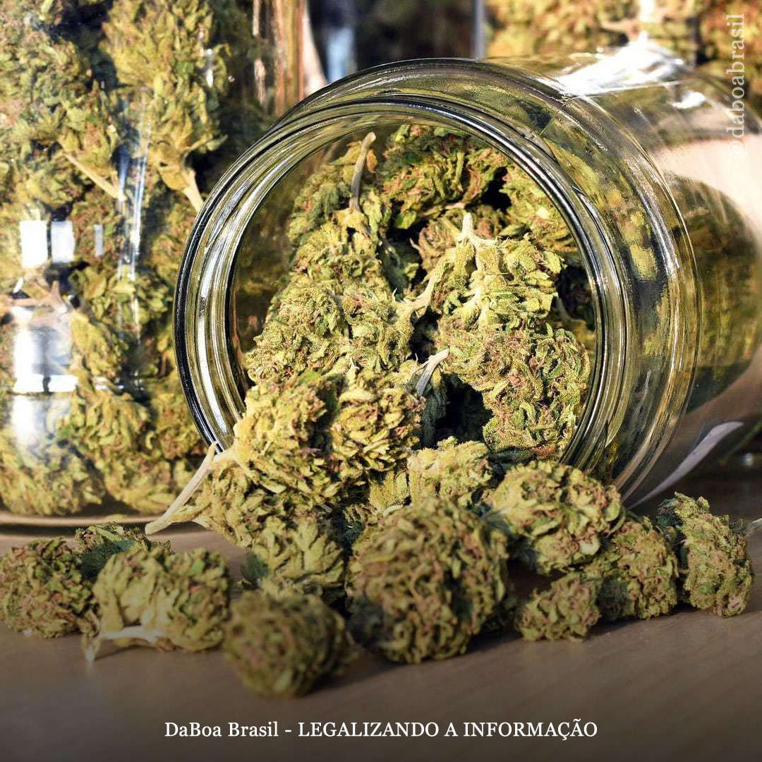 Maconha com equilíbrio entre THC e CBD é menos provável de causar ansiedade, diz estudo