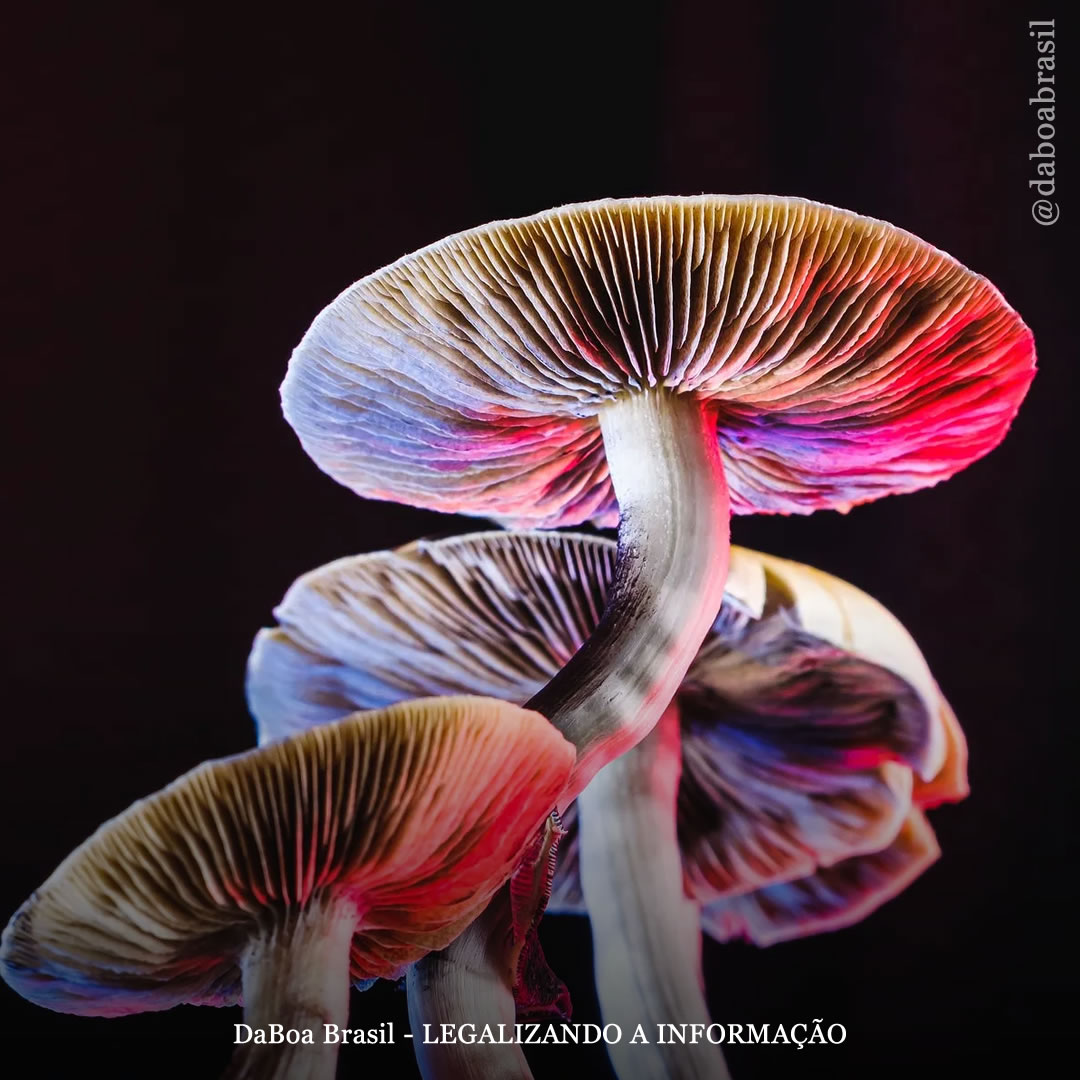 A psilocibina pode ajudar as pessoas a perder peso, sugere estudo