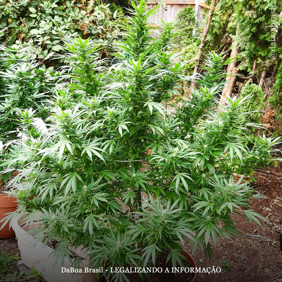 Dicas de cultivo: como forçar a maconha a florescer ao ar livre
