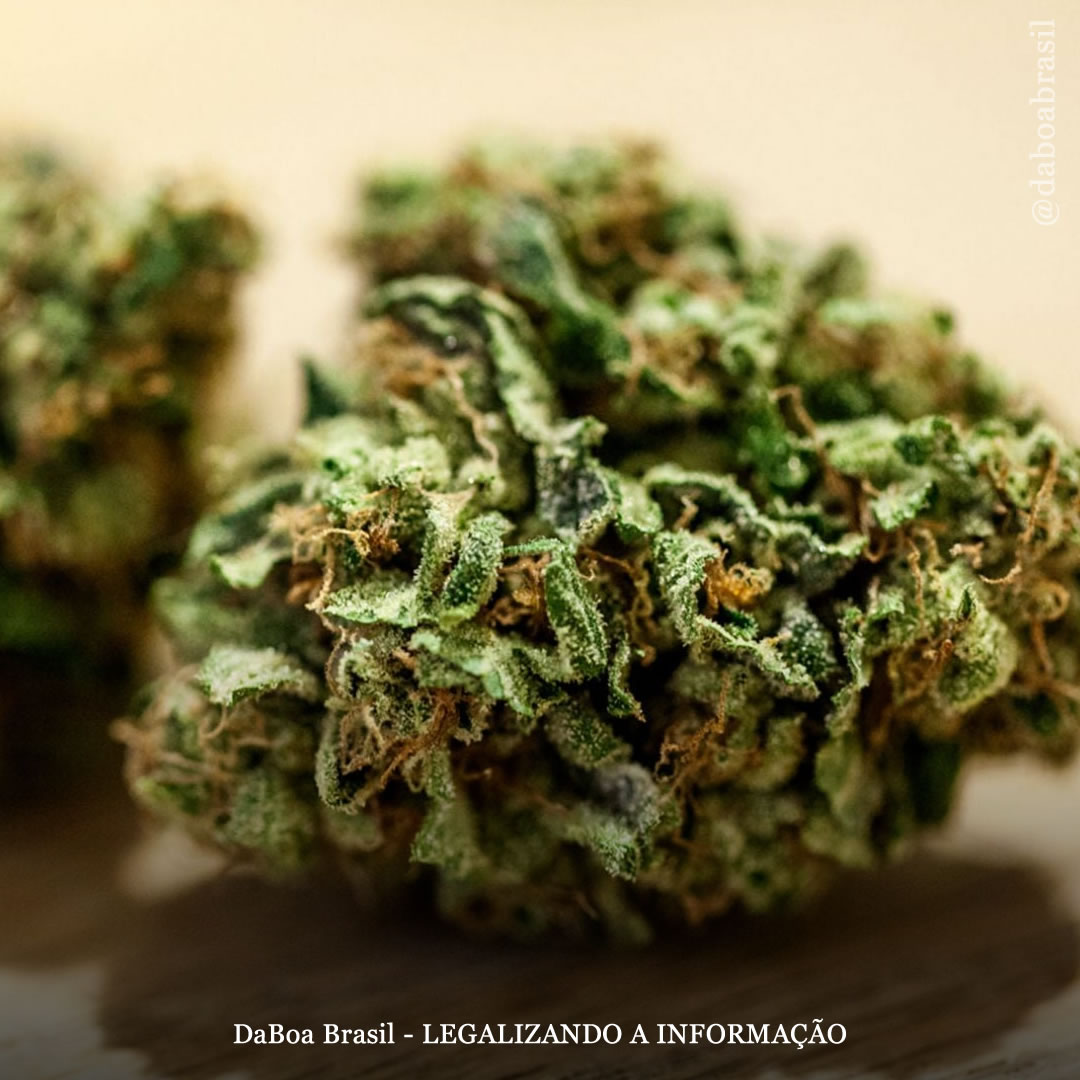 Dicas de cultivo: como identificar se a maconha está bem curada e armazenada