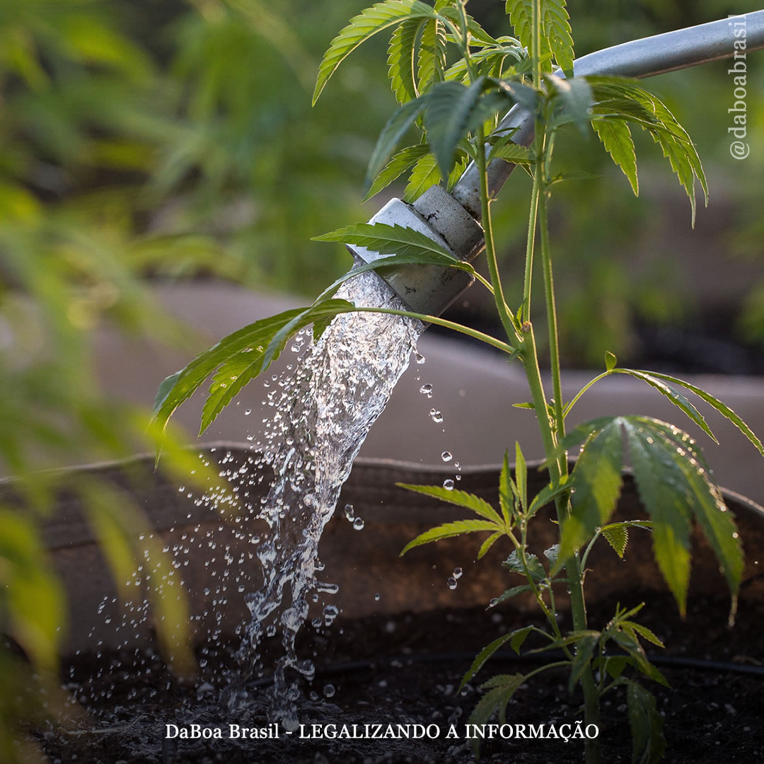 Dicas de cultivo: como, quando e por que o pH da água deve ser regulado?